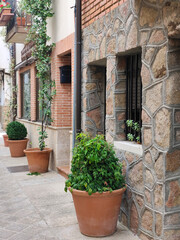 Flowers in the street