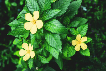 Turnera ulmifolia, the ramgoat dashalong or yellow alder,Turnera ulmifolia is a species of plant of...