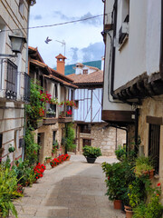 Flowers in the street