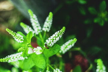 The soil Aloysia virgata is well-drained and not waterlogged.
Apply organic fertilizers and irrigate normally Aloysia virgata Blooms all year round, the white flowers Aloysia virgata have a pleasant