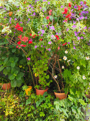 Flowers in the window