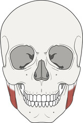 교근 근육 골격 라인일러스트