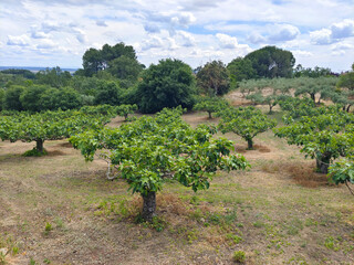 Olive trees