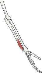 시지신근 근육 골격 라인일러스트