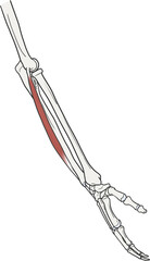 척측수근신근 근육 골격 라인일러스트