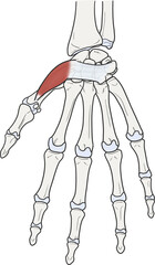 무지대립근 근육 골격 라인일러스트