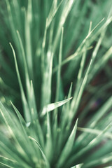  people also like to grow Dracaena draco in ceramic pots to decorate their homes and offices. office, coffee shop, restaurant