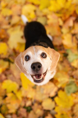 old beagle dog close head portrait in a park in autumn standing on yellow fallen leaves looking...