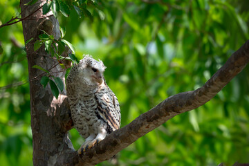 Spot-bellied Eagle Owl Largest, dark brown head, tufts of fur, erect ears. Grayish white face Dark red-brown eyes, yellow mouth, white underbody with large heart-shaped black spots scattered all over.