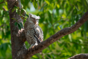 Spot-bellied Eagle Owl Largest, dark brown head, tufts of fur, erect ears. Grayish white face Dark red-brown eyes, yellow mouth, white underbody with large heart-shaped black spots scattered all over.