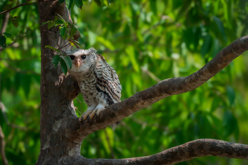 Spot-bellied Eagle Owl Largest, dark brown head, tufts of fur, erect ears. Grayish white face Dark red-brown eyes, yellow mouth, white underbody with large heart-shaped black spots scattered all over.