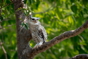 Spot-bellied Eagle Owl Largest, dark brown head, tufts of fur, erect ears. Grayish white face Dark red-brown eyes, yellow mouth, white underbody with large heart-shaped black spots scattered all over.