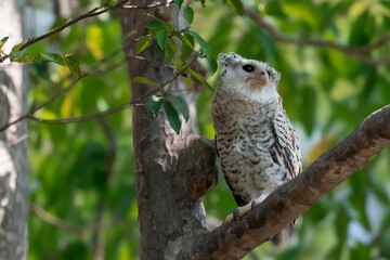Spot-bellied Eagle Owl Largest, dark brown head, tufts of fur, erect ears. Grayish white face Dark red-brown eyes, yellow mouth, white underbody with large heart-shaped black spots scattered all over.