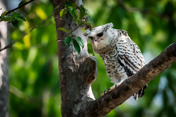 Spot-bellied Eagle Owl Largest, dark brown head, tufts of fur, erect ears. Grayish white face Dark red-brown eyes, yellow mouth, white underbody with large heart-shaped black spots scattered all over.