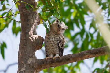 Spot-bellied Eagle Owl Largest, dark brown head, tufts of fur, erect ears. Grayish white face Dark red-brown eyes, yellow mouth, white underbody with large heart-shaped black spots scattered all over.