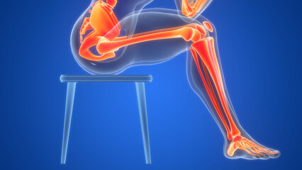 Human Skeleton System Lower Limb Bone Joints Anatomy