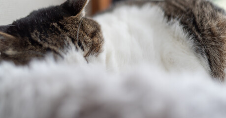 窓辺で眠る猫　キジトラ白
