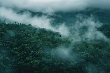 A lush green forest with a thick fog covering the trees