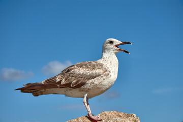 A seagull is dying from having its legs tied with fishing lines