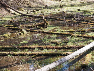 聖なる森 P4120842