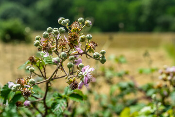 Buds and flowers of wild blackberries, Rubus fruticosus