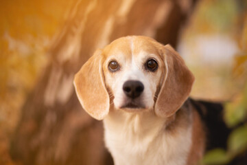 old beagle dog close head portrait in a park in autumn