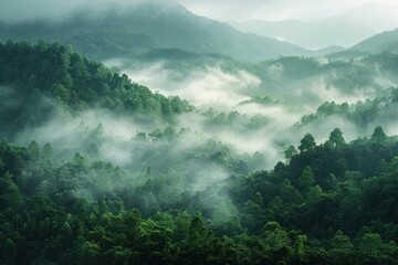 A lush green forest with foggy mist in the air