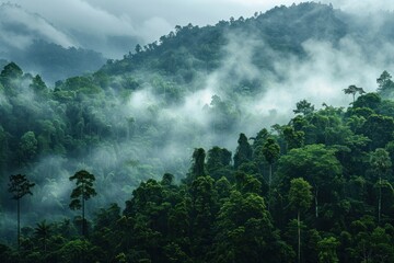 A lush green forest with a thick fog covering the trees