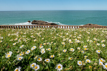 Campo de flores entrelaçado com a verde grama com o oceano e alguns rochedos ao fundo num dia ensolarado - obrazy, fototapety, plakaty