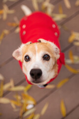 old beagle dog in a park in autumn wearing a red jacket looking up at the camera
