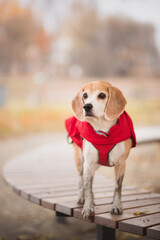 old beagle dog standing on a bench in a park in autumn wearing a red jacket