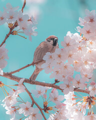 경포대호수의 벚꽃 봄
