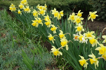 A lot of yellow and orange flowers of daffodils in April
