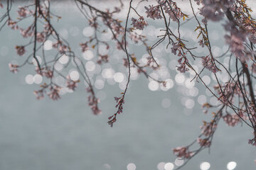 경포대호수의 벚꽃 봄