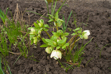 Buds and greenish white cup-shaped pendent flowers of hellebores in April