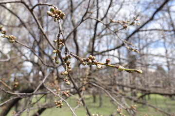 Close shot of closed flower buds of plum tree in April