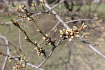 Macro of closed flower buds of plum tree in April