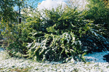 A huge magnificent blossoming green bush under the snow in a summer.anomaly climate change concept