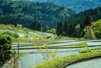 滋賀県高島市の畑地区の初夏の棚田です