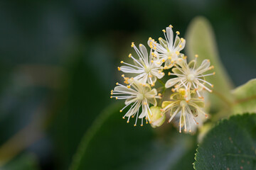 Linden, linden blossom with green leaves on a tree in summer