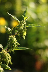 a nettle blooming