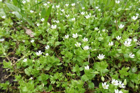 Buds and white flowers of stellaria media in April