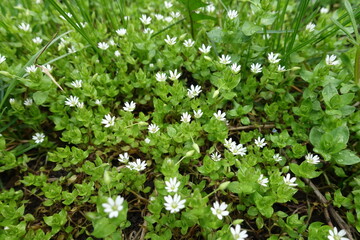 Lush green foliage and white flowers of stellaria media in April
