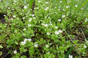 Small white flowers of stellaria media in April