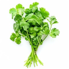 Fresh coriander leaves isolated on white background. Also known as cilantro or Chinese parsley.
