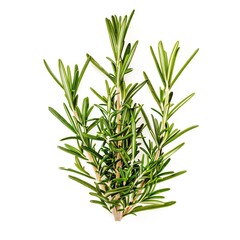 Photo of a sprig of fresh rosemary isolated on a white background.