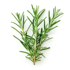Fototapeta premium Fresh rosemary sprigs isolated on white background. Top view, flat lay.