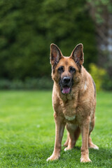 Senior German Shepherd dog resting on grass. Full body portrait