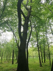trees in the park