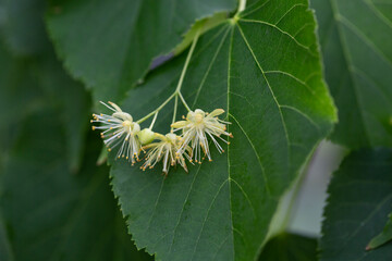 Linden, linden blossom with green leaves on a tree in summer